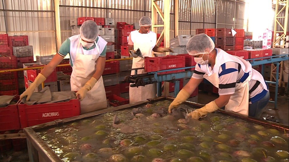 Mangas passam por um rigoroso processo de limpeza e seleção (Foto: Reprodução / TV Grande Rio)