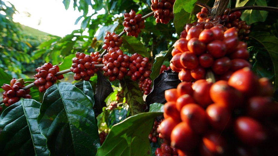 confianca agro no pais esta em alta mas no es preco do cafe preocupa espirito santo g1
