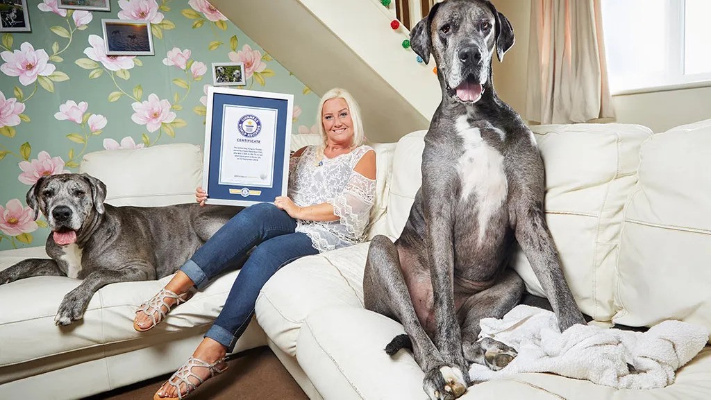 O dogue alemão Freddy e sua tutora Claire Stoneman com o certificado do Guinness Book (Foto: GWR / Reprodução)