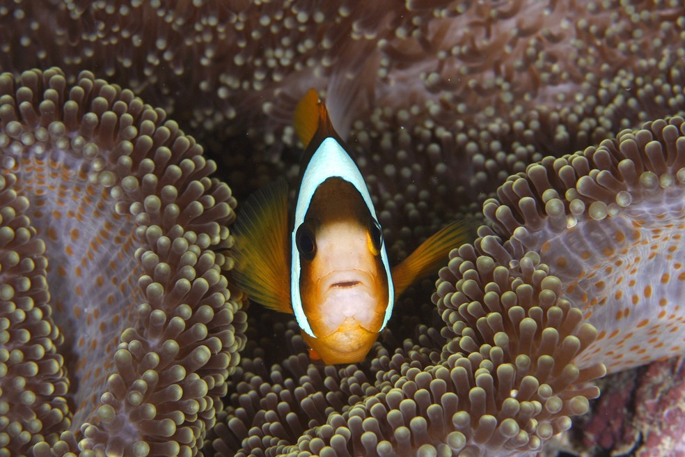 Em uma das "amizades" mais famosas do fundo do mar, peixes-palha&ccedil;os se protegem vivendo em an&ecirc;monas e elas, entre outras vantagens, se tornam mais f&eacute;rteis por conta de dejetos dos peixes &mdash; Foto: Jo&atilde;o Paulo Krajewski/Acervo Pessoal