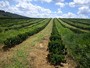 Exportação mundial de café cai 1,9% em outubro, diz OIC