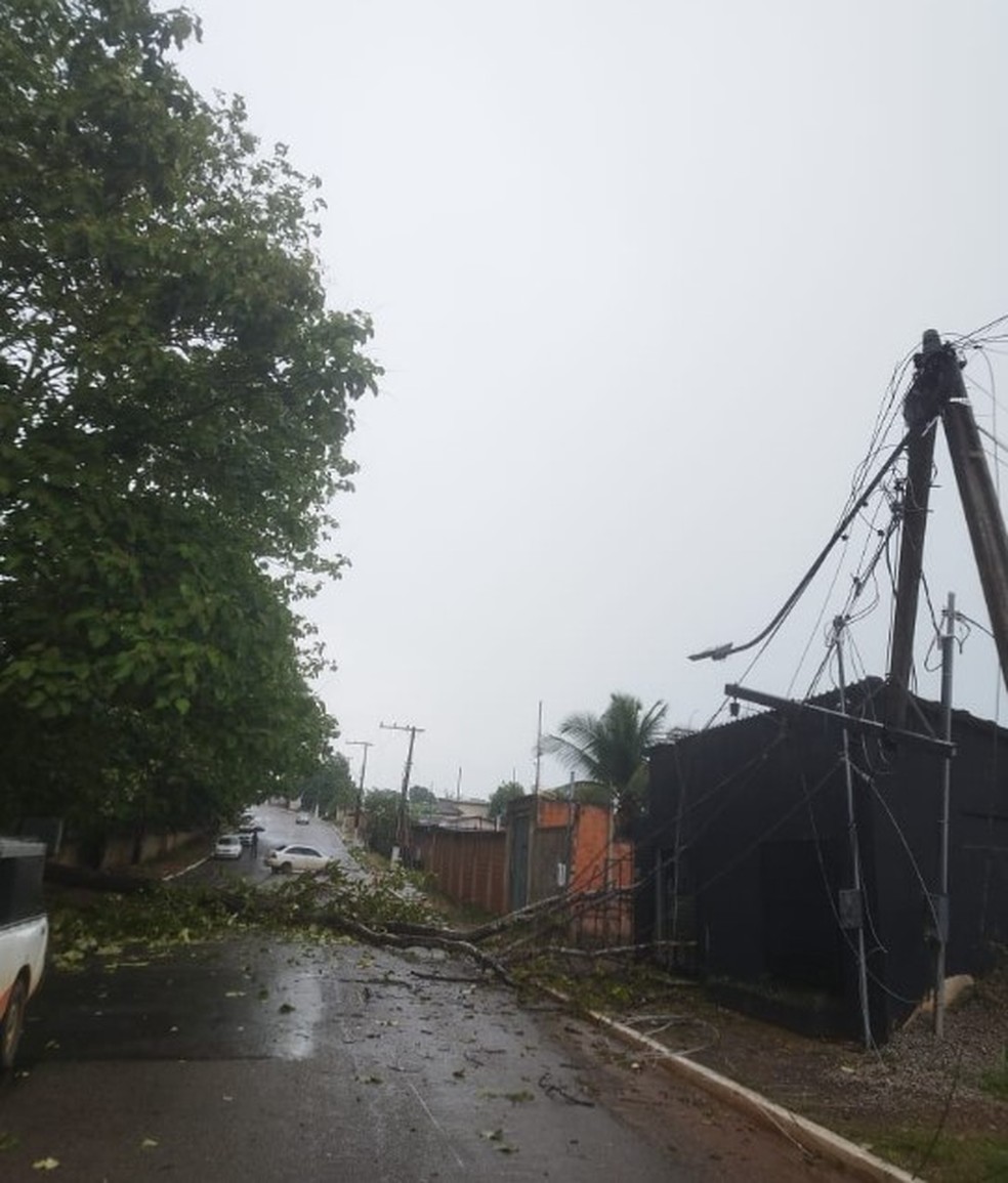 Várias ocorrências de queda de árvores registradas em Rio Branco  — Foto: Arquivo pessoal