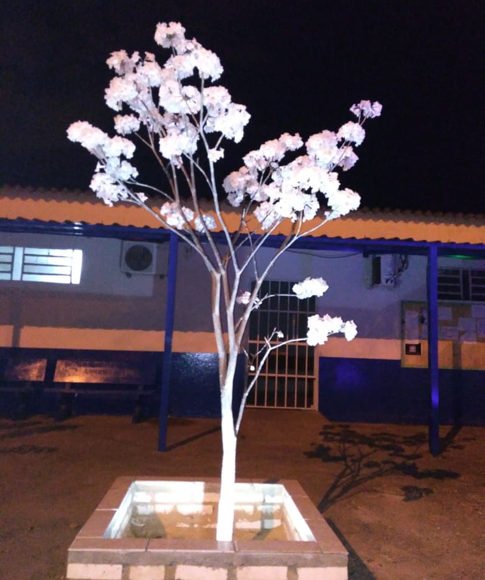 Ipê branco na Prefeitura Comunitária da Granja do Torto, em Brasília, plantado pelo morador Valdeir Silva — Foto: Valdeir Silva/Arquivo pessoal