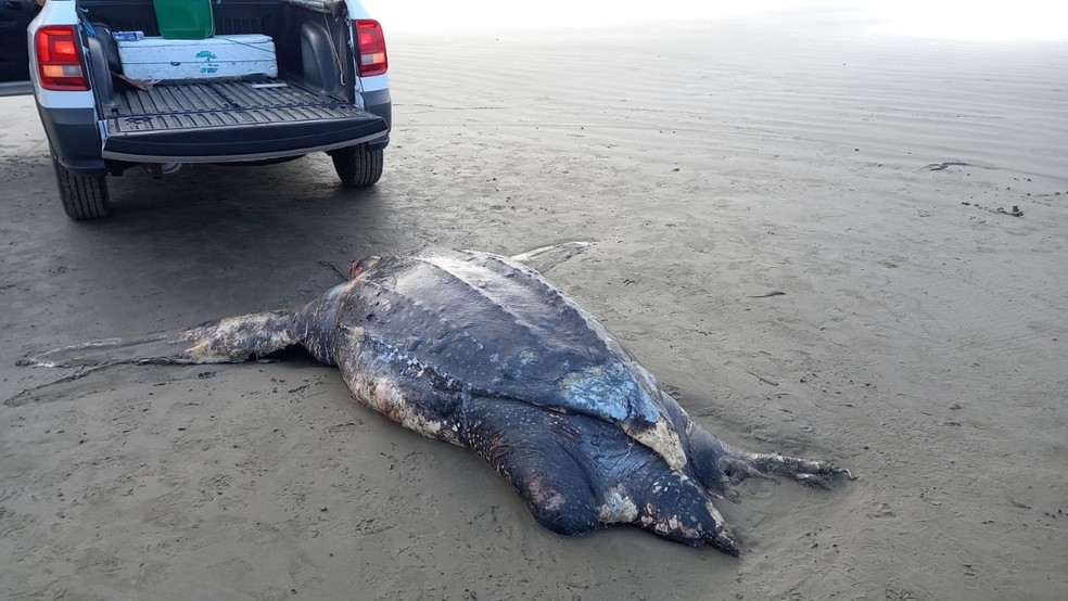 Necropsia da tartaruga de 2,11 metros precisou ser realizada na praia, em Peruíbe, devido o tamanho do animal — Foto: Instituto Biopesca/Divulgação