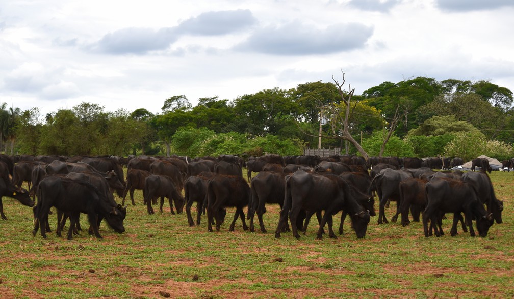 Caso das búfalas de Brotas (SP) completa um ano e animais seguem em recuperação na Fazenda Água Sumida — Foto: Fabio Rodrigues/g1