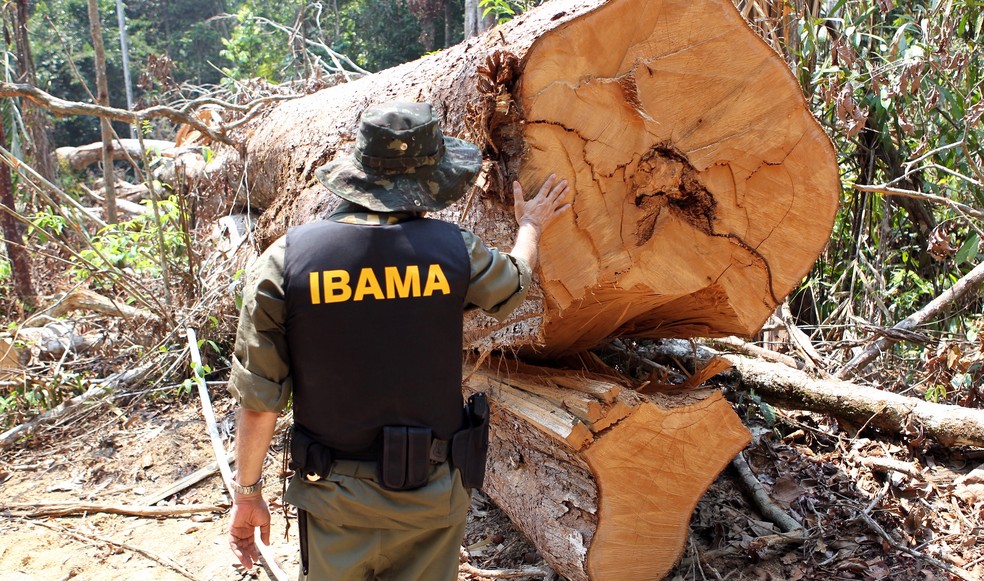 Ibama faz operação de combate ao desmatamento ilegal na região de Castelo dos Sonhos, em Altamira (PA), em agosto de 2016. — Foto: Felipe Werneck / Ibama