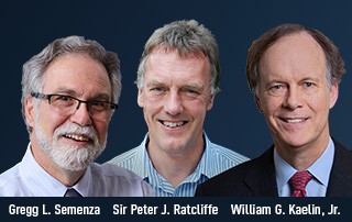 Prêmio foi dividido entre dois americanos e um britânico, William Kaelin, Sir Peter Ratcliffe e Gregg Semenza (Foto: Reprodução The Nobel Assembly at Karolinska Institutet)