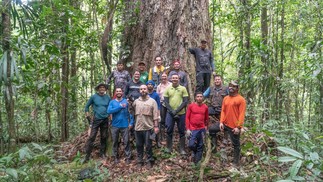 Equipe posa diante do angelim-vermelho, no Amapá. É a maior árvore já catalogada na Amazônia — Foto: Havita Rigamonti/IMAZON/IDEFLOR