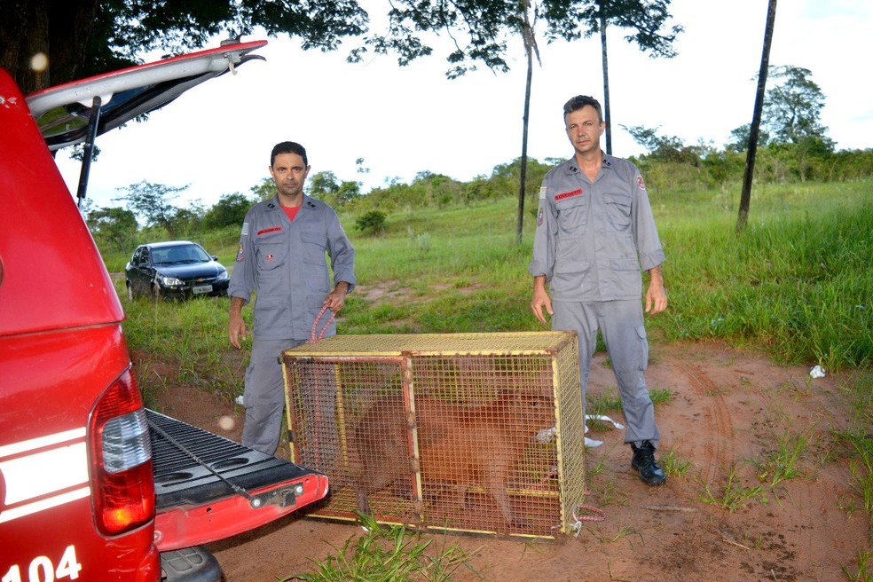 Bombeiros conseguiram capturar o animal em poucos minutos (Foto: Mais Tupã)