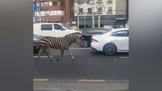 Zebra aparece andando entre carros e em bairro residencial de Seul; vídeo