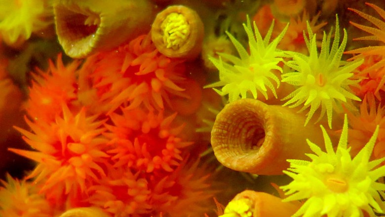 coral-biodiversidade (Foto: Divulgação/Ibama )