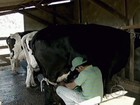 Sistema de cooperativa beneficia pequenos produtores de leite de MG