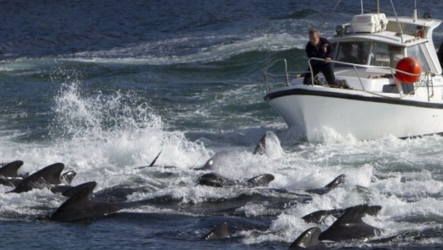 BBC  A caça de golfinhos e baleias (como nesta imagem de arquivo) é uma prática tradicional nas Ilhas Faroé (Foto: Getty Images via BBC)