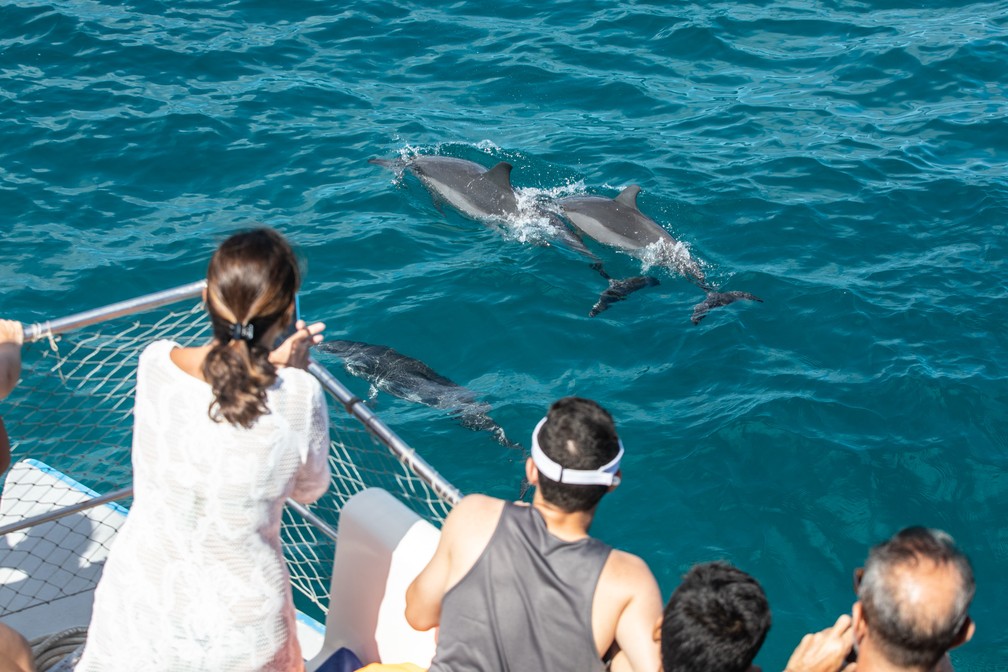 Turistas observam golfinhos durante passeio pelas Ã¡guas de Fernando de Noronha: Ã© proibido mergulhar intencionalmente para nadar com os animais. â Foto: FÃ¡bio Tito/G1
