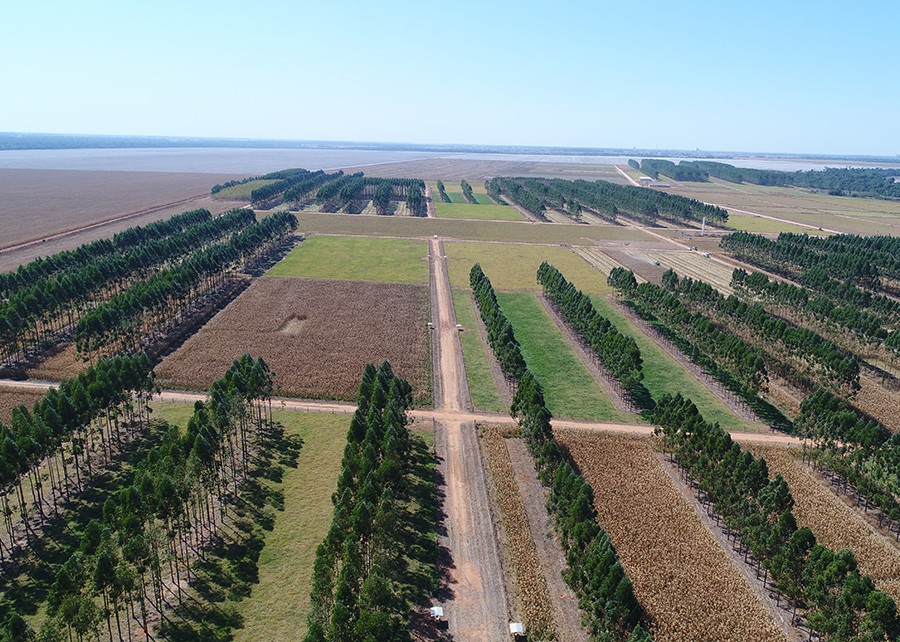 Ganhos com o uso intensivo e sustentável da terra contribuíram para o avanço da ILP em Mato Grosso, afirmam pesquisadores (Foto: Divulgação/Embrapa)