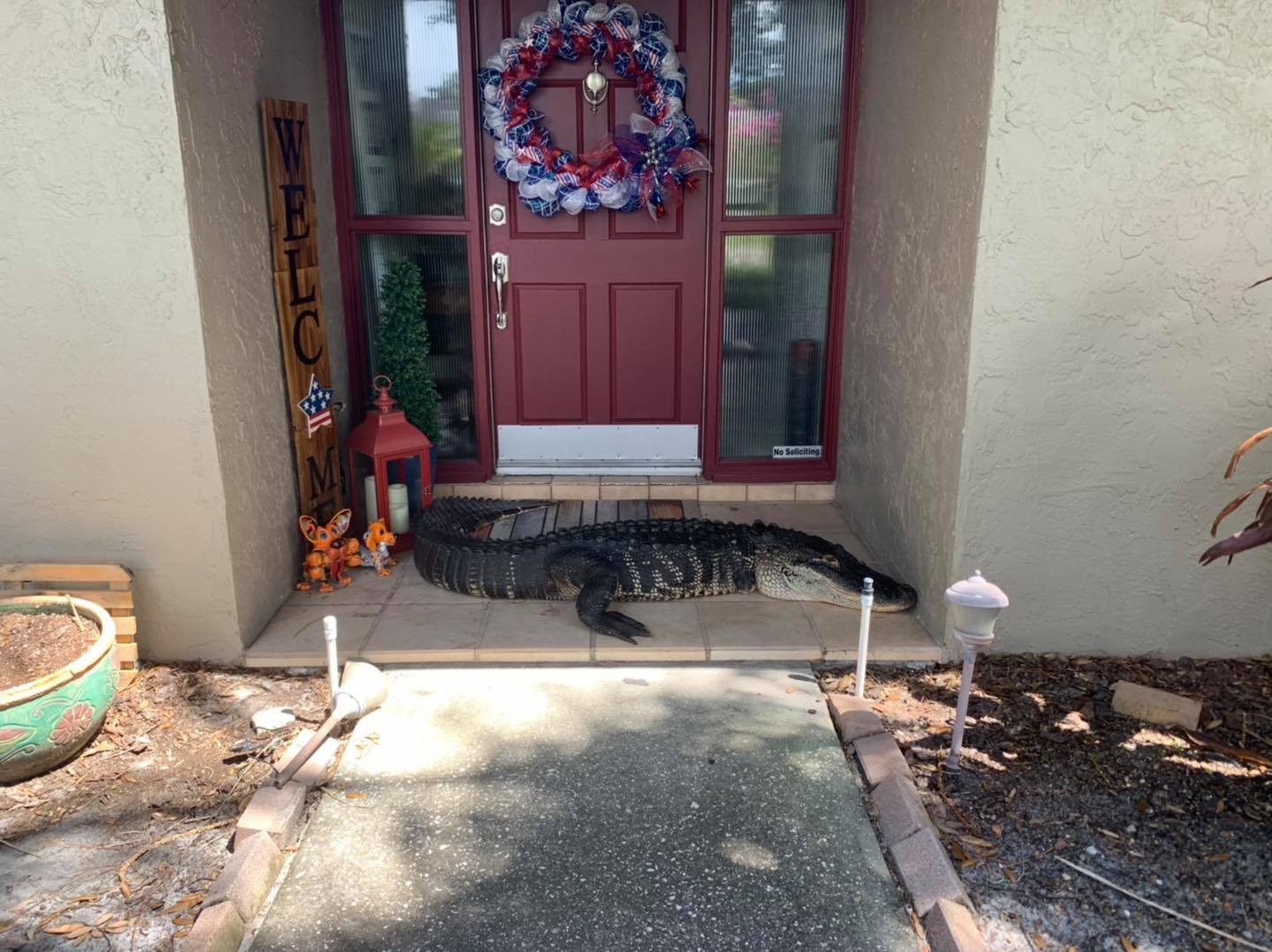 Família se surpreende com jacaré de 3 metros na porta de casa (Foto: Reprodução/Facebook)