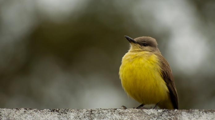 Como Fotografar Passaros Dicas De Abordagem Equipamento E Iluminacao Artigos Techtudo