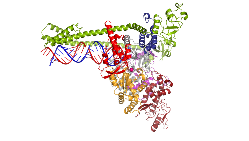 Cientistas recriam enzima que multiplica o material genético do Sars-CoV-2 (Foto: Lucas Farnung, Christian Dienemann, Hauke Hillen / Max Planck Institute for Biophysical Chemistry)