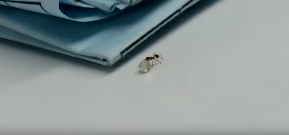 Registro da formiga carregando um diamante (Foto: Reprodução/YouTube)