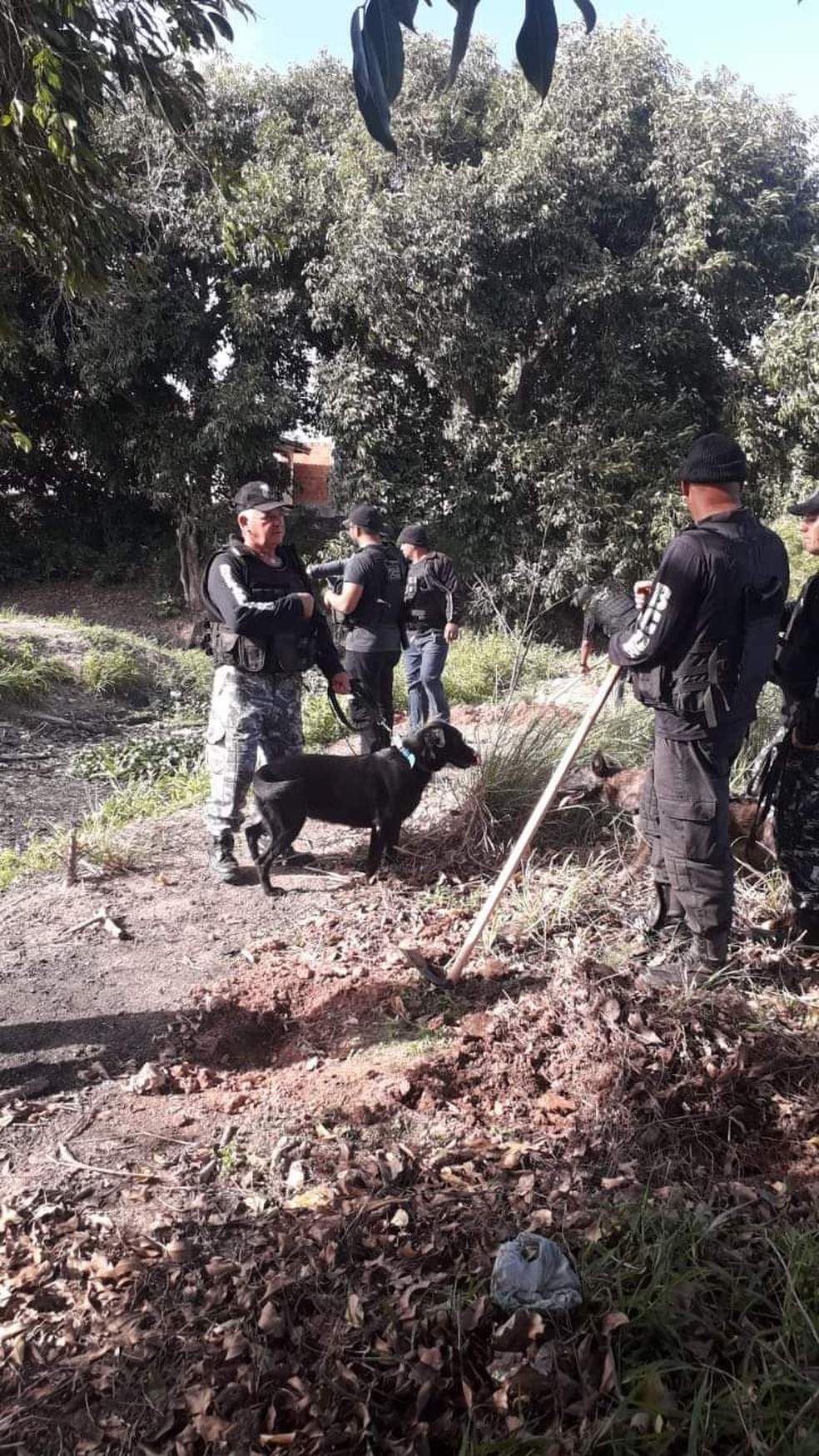 Cadelas ajudaram os agentes na operação e foram fundamentais  — Foto: GCM Carapebus