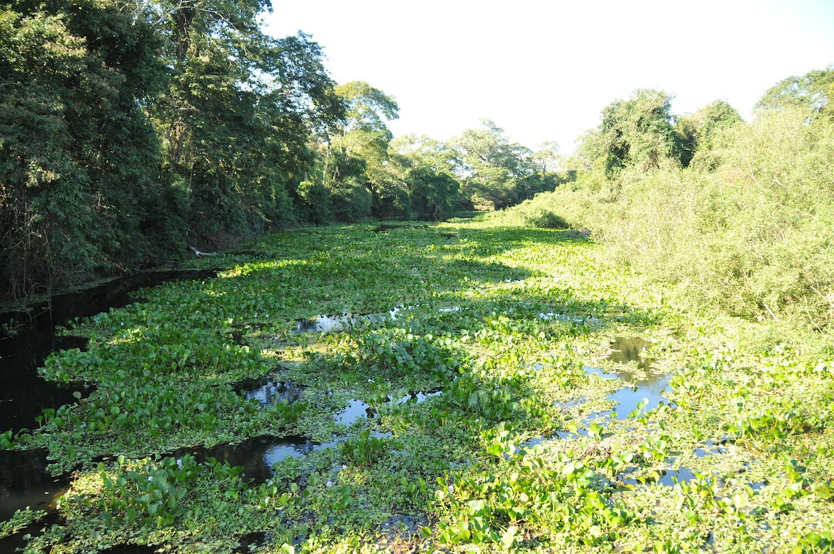 O Pantanal é a maior área úmida do planeta terra (Foto: Flickr / Roberto Hungria )