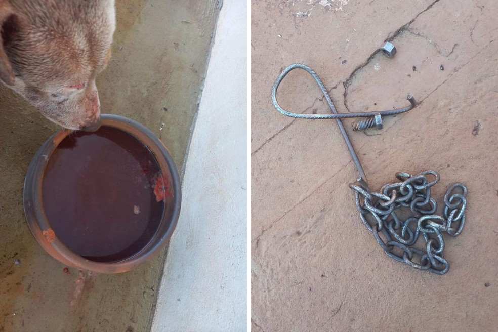 Cachorros são resgatados com hematomas e sem comida e água em Cândido Mota — Foto: Polícia Civil e Corpo de Bombeiros/Divulgação
