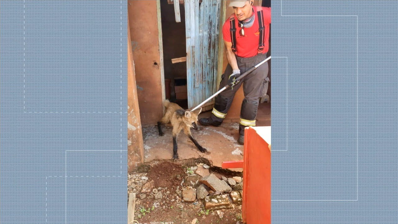 Lobo-guará ‘invade’ casa e dá trabalho para ser resgatado em Acreúna