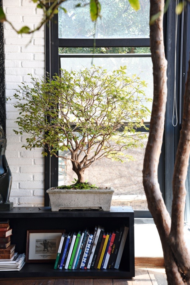 Exemplares verdes. Mesma espécie em duas versões: a jabuticabeira é cultivada em vaso (ao lado) e em bonsai centenário (Foto: Rômulo Fialdini / Editora Globo)