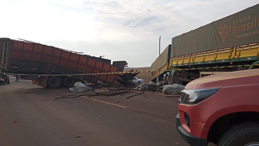 Acidente entre caminhão com bois e carreta na MT 220 — Foto: Bianca Janazzi/TV Centro América