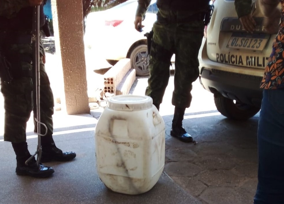 Cobra foi capturada e solta em área de mata — Foto: Batalhão Ambiental/Divulgação