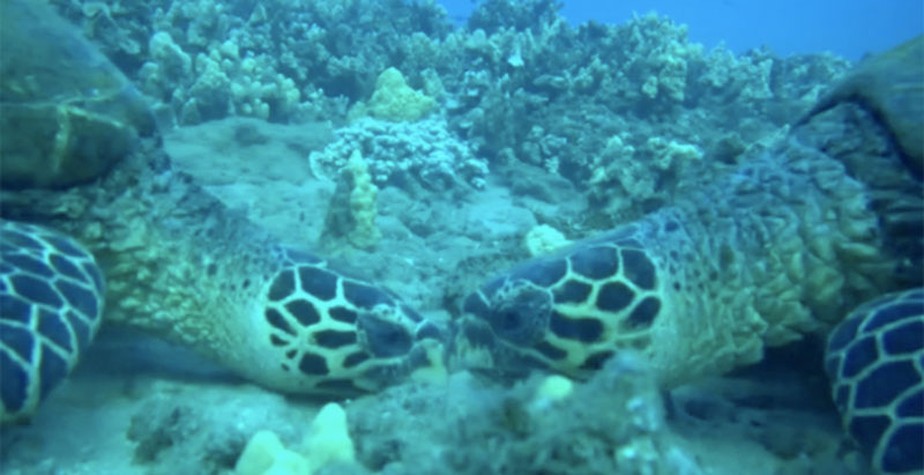 Tartarugas marinhas captadas em vídeo trocando carícias