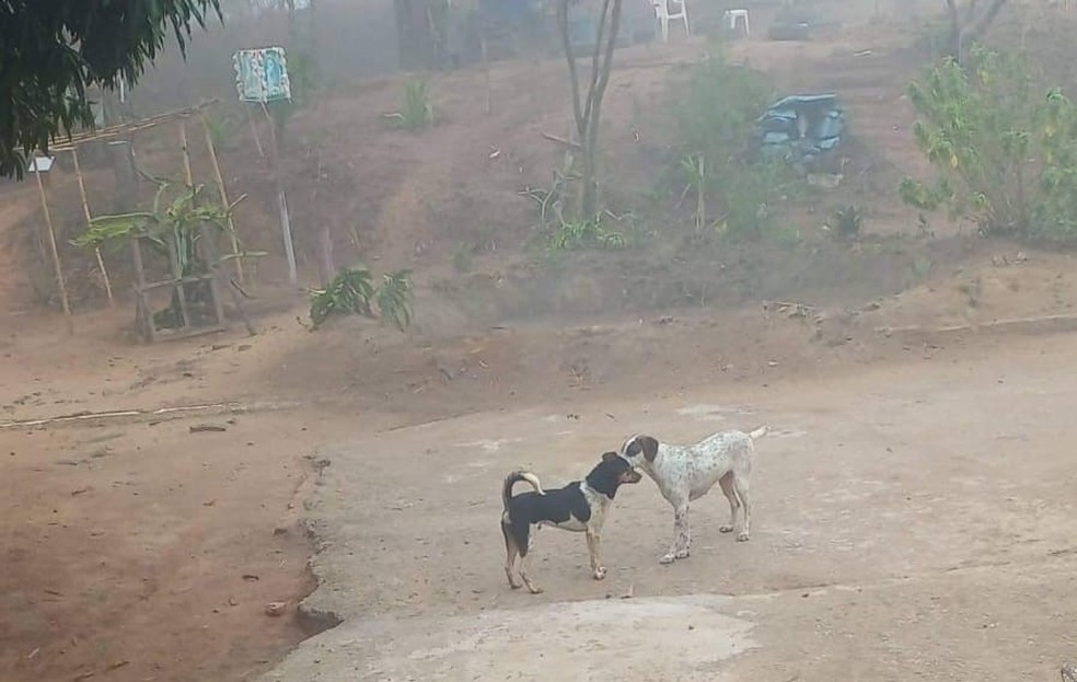 Tarzan, cachorro preto com manchas brancas, foi o responsável por encontrar homem que estava desaparecido em São João da Boa Vista — Foto: Arquivo Pessoal