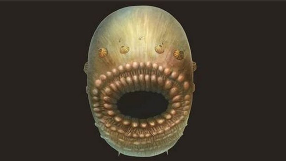 Reconstrução artística do Saccorhytus coronarius, com base nos achados fósseis originais. A criatura real provavelmente não tinha mais do que um milímetro de tamanho — Foto: Cambridge University