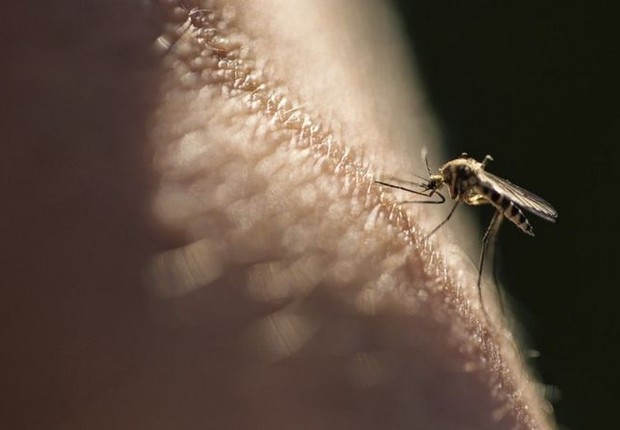 Mosquito que transmite a malária, doença que ainda mata 400 mil pessoas por ano no mundo (Foto: Getty Images)