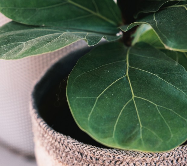 As plantas desempenham um papel importante, quando inseridas no quarto. São capazes de purificar o ar e proporcionar bem-estar (Foto: Pexels/ Lachan Ross)