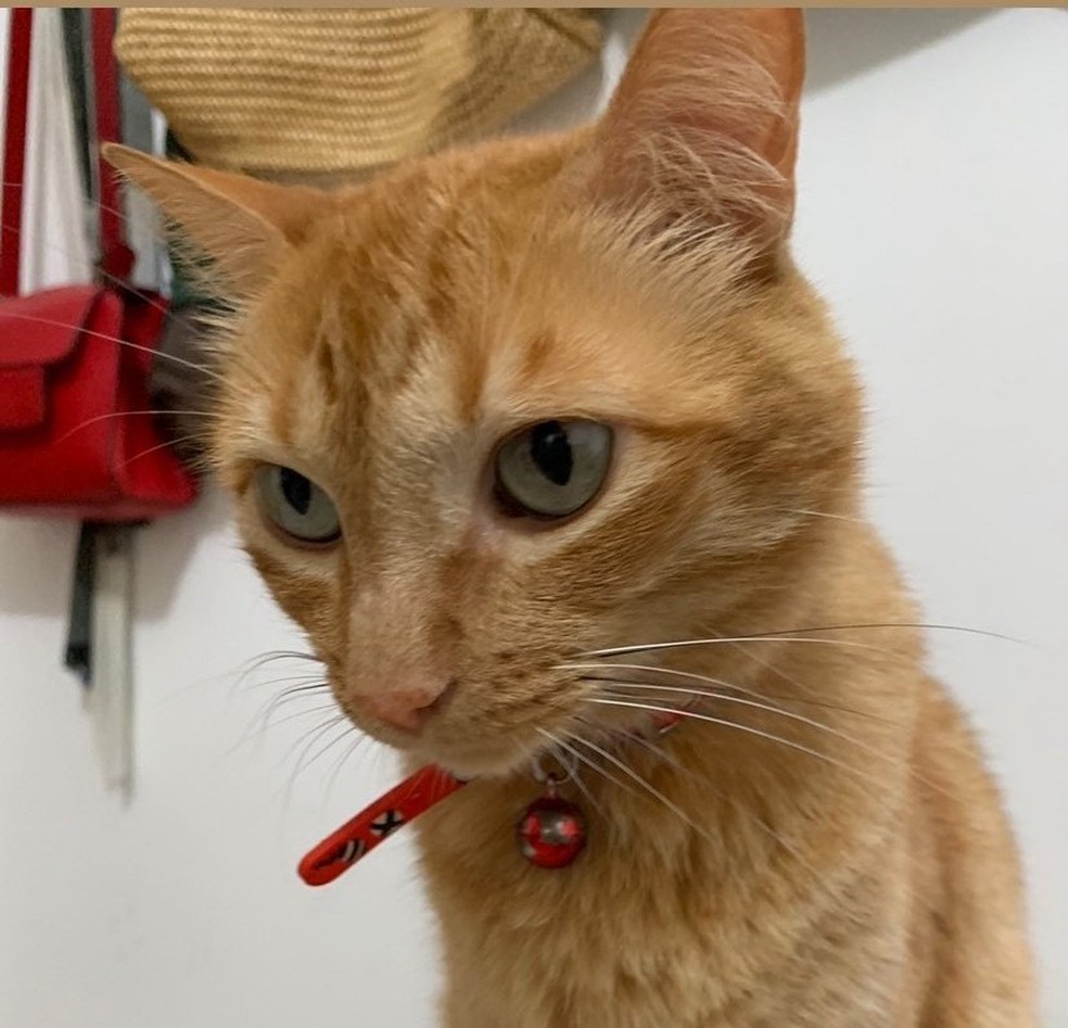 Gato "Waldick Soreano" depois de ser resgatado em Patos &mdash; Foto: Ol&iacute;mpio Rocha/Arquivo Pessoal