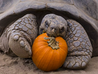 Tartaruga 'comemora' Halloween nos EUA