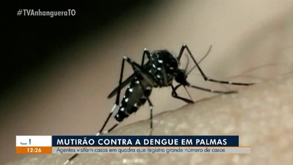 Agentes visitam casas de quara que registra grande números de casos de dengue em Palmas