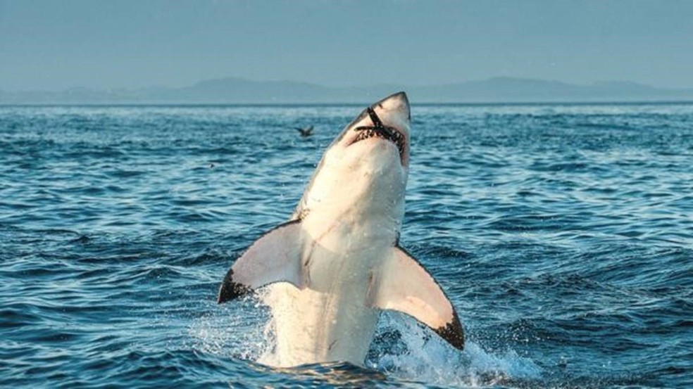 O número de grandes tubarões-brancos está diminuindo — Foto: Getty Images via BBC