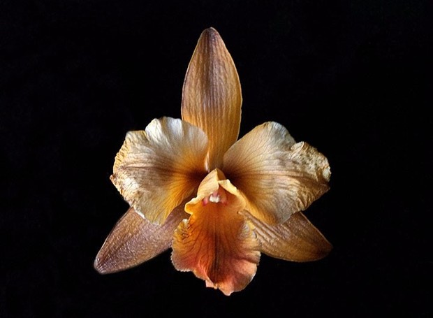 Orquídea já morrendo mantém sua beleza  (Foto: Sergio Oyama Junior/Divulgação)