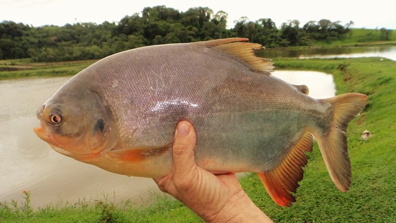 vida_na_fazenda_como_criar_tambatinga (Foto: Fábio Rosa Sussel/Divulgação)