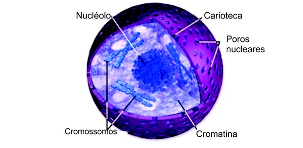 Resultado de imagen de estrutura do nucleo celular