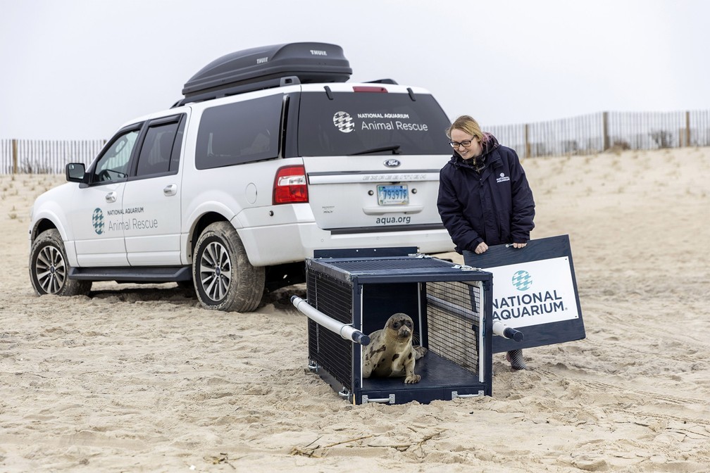 Cuidadora liberta a foca Amélia Bedélia na praia em Salisbury, Maryland, nos EUA, ao ser reinserida na natureza após 3 semanas de reabilitação — Foto: Theresa Keil/The National Aquarium via AP
