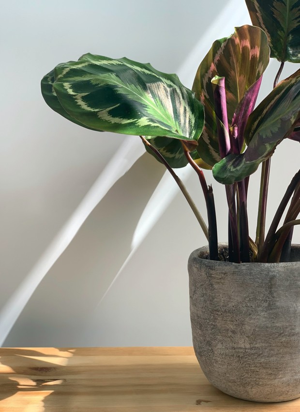 7 PLANTAS que suportam locais com POUCA LUZ 