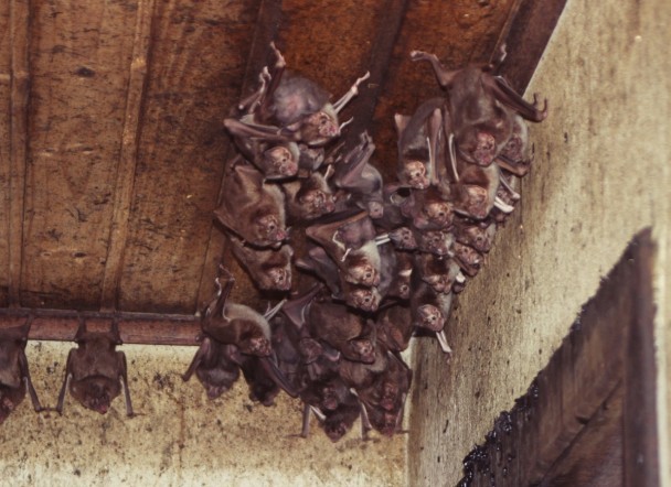 Na foto, morcegos transmissores da raiva acomodados em ripas de madeira de telhado (Foto: Editora Globo)