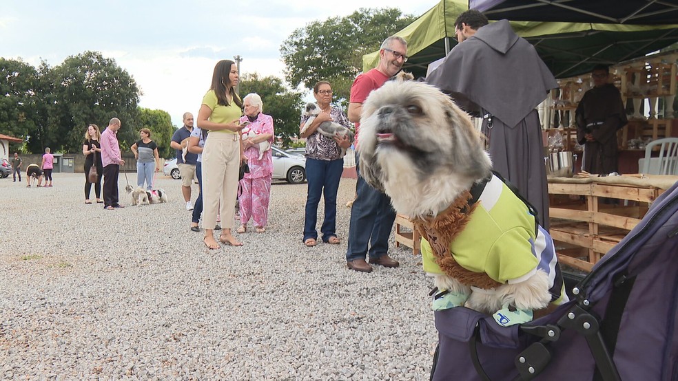 Animais de estimação durante celebração do Dia de São Francisco de Assis, no Distrito Federal. — Foto: TV Globo/Reprodução