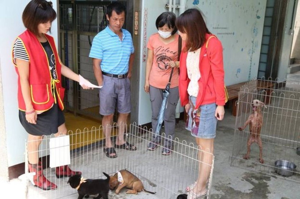 A partir de 4 de fevereiro deste ano, será ilegal sacrificar animais abandonados (Foto: BBC)