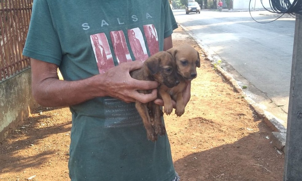Filhotes foram descartados em boca de lobo em Sorriso (MT) — Foto: Prefeitura de Sorriso