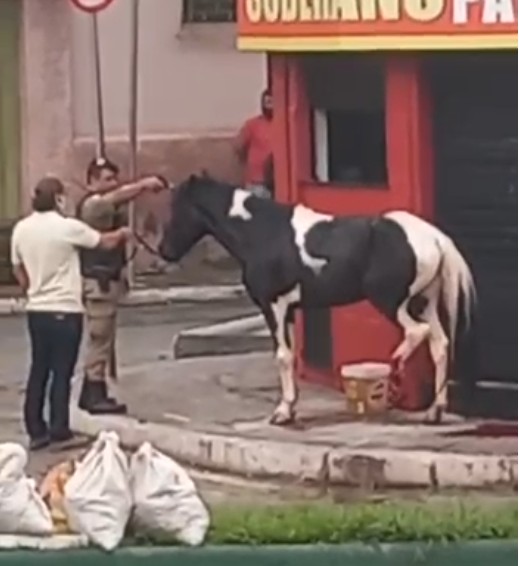 Cavalo é sacrificado em uma das principais avenidas de Nova Lima e causa comoção em moradores