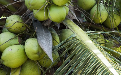 8 Dicas Para Quem Quer Plantar Coco Revista Globo Rural Gr Responde